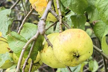 Ведение садоводства, 10 сот.